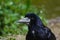 Carrion crow (Corvus corone)