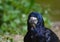 Carrion crow (Corvus corone)