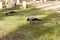 Carrion crow, Corvus corone, bird on grass photo