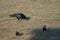 Carrion crow Corvus corone collecting corn grains.