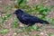 Carrion Crow - Corvus corone searching for food, Yorkshire, England.