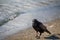 Carrion crow Corvus corone walking on sands of Vidy beach in Switzerland. Black craw in nature.