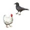 Carrion Crow, Corvus corone, White chicken