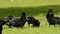 Carrion Crow, Crow, Corvus Corone