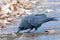 Carrion Crow Drinking from Puddle