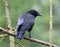 Carrion crow framed by tree branches