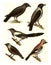 Carrion crow, hooded crow, magpie, jackdaw, jay, vintage engraving