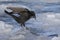 Carrion crow that jumps from one ice to another near the shore