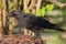 Carrion Crow Juvenile feeding on Autumn Leaves