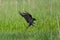 Carrion Crow landing Corvus corone with claws