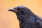 Carrion crow portrait bright background