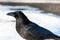 Carrion Crow profile in Snow