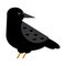 Carrion crow raven vector illustration.