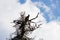 A carrion-crow sits on a dry tree on a background sky