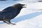 Carrion Crow in Snow