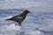 Carrion crow standing on ice near the shore