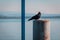 Carrion Crow standing on a stony surface next to a blue pole