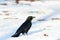 Carrion Crow in Winter Snow