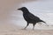 Carrion Crow, Zwarte Kraai, Corvus corone