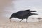 Carrion Crow, Zwarte Kraai, Corvus corone
