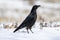 Carrion Crows Corvus corone on snow. Leon, Spain