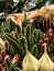 Carrion Flower Stapelia Blossom