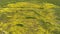 Carrizo Plain Goldfields Wildflowers Aerial Shot Forward Tilt Down California USA