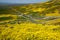 Carrizo Plain National Monument covered in wildflowers during a California spring superbloom