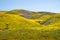 Carrizo Plain National Monument covered in wildflowers during a California spring superbloom