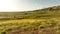 Carrizo Plain Sunset California Goldfields Aerial Shot Orbit RAPp California USA