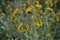 Carrizo Plains National Monument Yellow Flowers