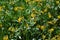 Carrizo Plains National Monument Yellow Flowers