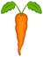 Carrot