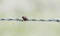 Carrot Beetle Tomarus spp. Impaled on Barbed Wire