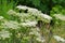 Carrot bur parsley a white wildflower