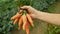 Carrot Daucus carota field harvest farm bio detail bunch hand root sativus harvesting close-up leaves leaf vegetable