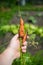 Carrot Daucus carota L.