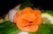 Carrot decoration flower, food decoration, rose,
