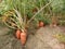 carrot farm on field for harvest