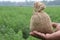 carrot farm with money bag on hand