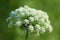 Carrot flower. Two-year-old carrots have bloomed, soon the seeds will be ready for harvest