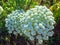 Carrot flowers bloom like fireworks