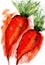Carrot food vegetables watercolor sketch cooking drawing sketch