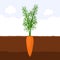 Carrot with green sprout on top in soil, Fresh organic vegetable garden plant growing underground, Cartoon flat vector.