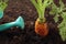 Carrot growing in the soil and watering can