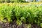 Carrot growing at the vegetable garden