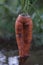 Carrot grown in a way that looks like a sexy woman legs