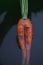 Carrot grown in a way that looks like a sexy woman legs