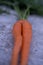 Carrot grown in a way that looks like a sexy woman legs
