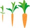 Carrot growth stages